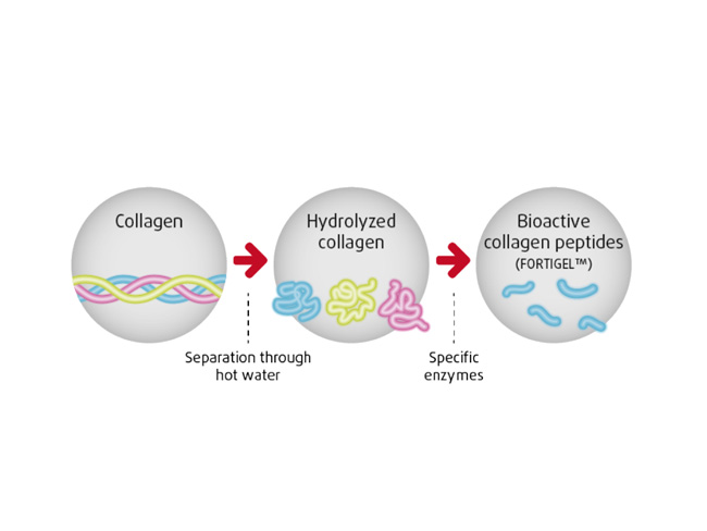 Synthesis of bioactive collagen peptides